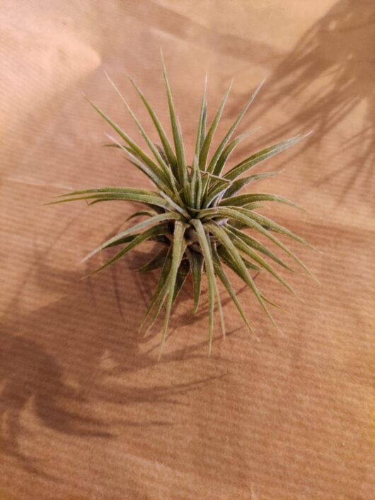 Tillandsia ionantha medium