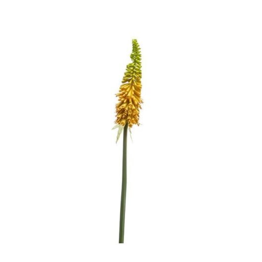 Vuurpijl (Kniphofia) geel