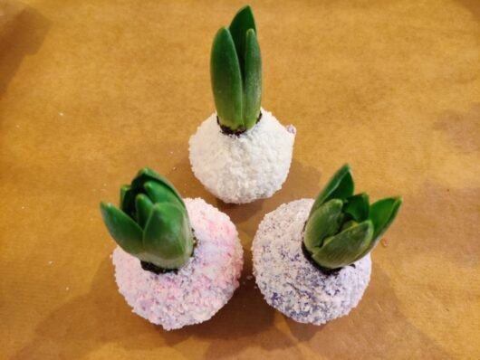 wax hyacint